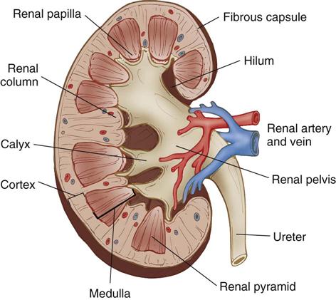  Reconstructive Genitourinary Surgery